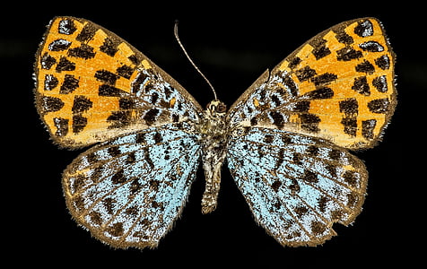 бабочка, красочные, Дикая природа, Природа, девушки, argyrogrammana nurtia, Перу