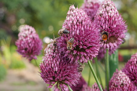 Sân vườn, Hoa, con ong, Thiên nhiên, thực vật, farbenpracht, màu hồng