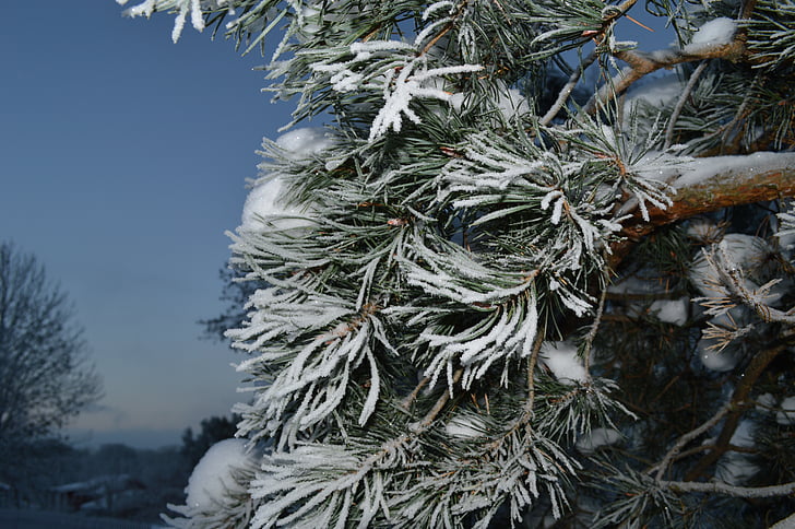 vinter, snö, vit, snöig, kalla, blå, träd