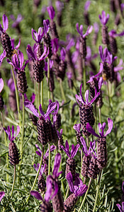 Lavender, bunga, mekar, Taman, cerah, Australia