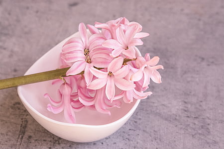 hyacinth, pink, pink hyacinth, flower, pink flower, spring flower, fragrant flower