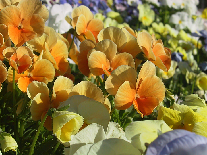 blomster, stemorsblomster, fargerike, oransje, natur, anlegget, blad