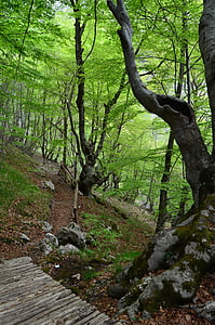 troncs, arbres, a través del bosc, bosc, boscos, faig, natura