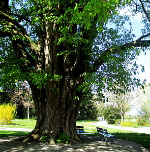 trees, chestnut tree, log, old tree, flower plätter, green, lake park