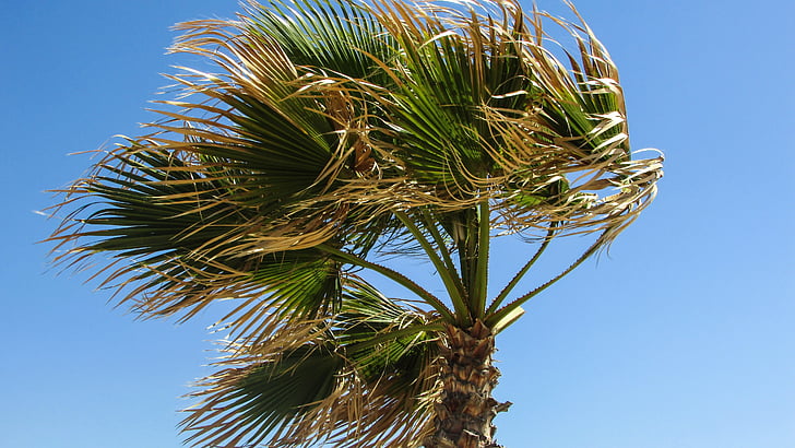 Palma, vējš, debesis, vējains