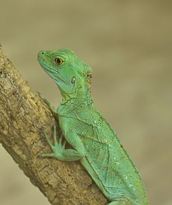 lizard, green, reptile, scale, nature, close, zoo
