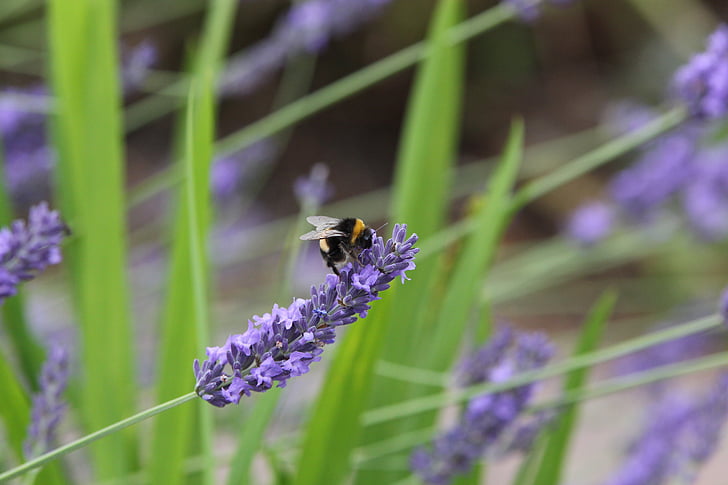 bee, lavender, insect, honey