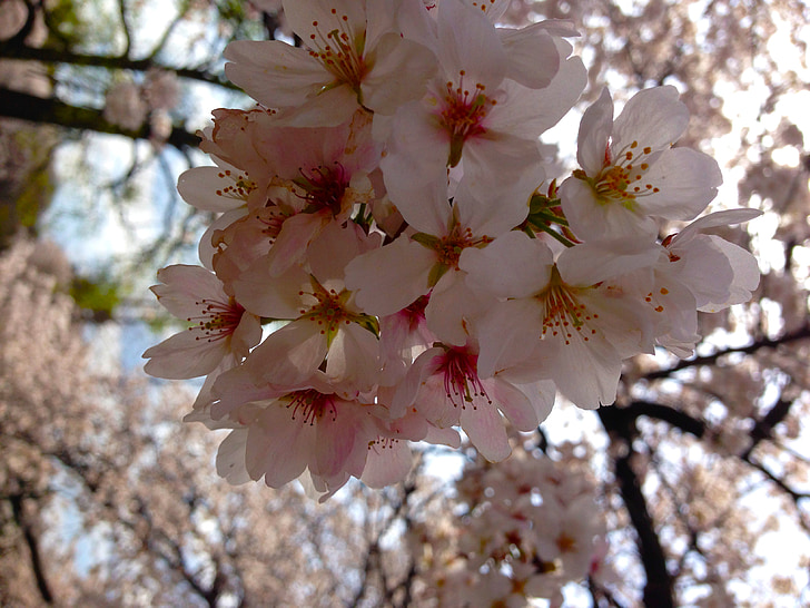 Sakura, Tóquio, Primavera, Japão, florescendo