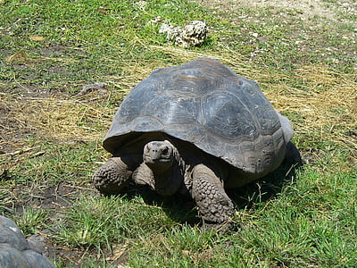 Галапагос костенурка, гигантски, костенурка, дива природа, влечуги, животните, природата