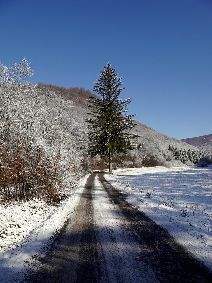 Slovakiet, træ, sti, sne, vinter, land, natur