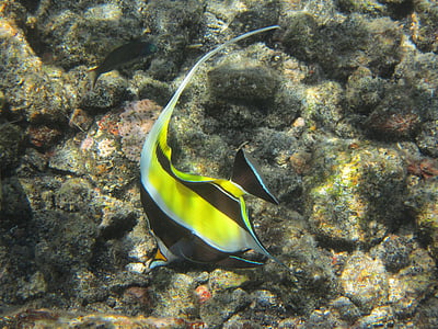 Μαυριτανών είδωλο, Χαβάη, ψάρια, Κολύμβηση με αναπνευστήρα, υποβρύχια, τροπικά, Μαυριτανών