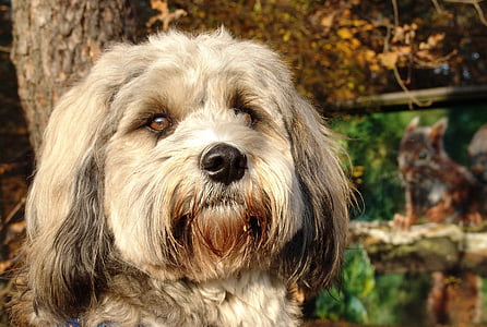 σκύλος, τεριέ του Θιβέτ, το μικρό σκυλί, πορτρέτο, Κλείστε, μελαγχολική