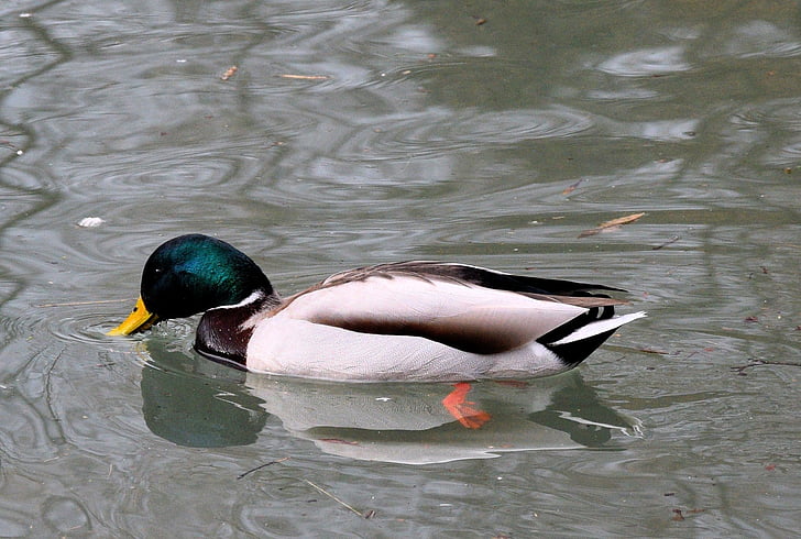 duck, pond, colorful, water bird, animal themes, one animal, animals in the wild
