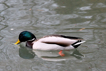 Duck, tiik, Värviline, vee lind, loomade Teemad, üks loom, loomad looduses