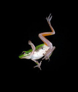 grenouille arboricole, sauter, tomber, Motion, grenouille, mouvement, vert