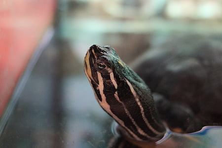 turtle, water turtle, reptile, aquarium, head, neck, eye