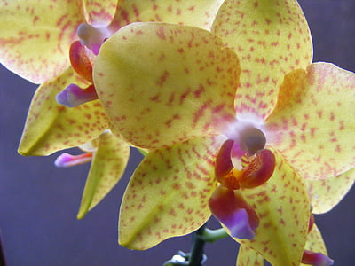 lill, kollane, Orchid, õis, Bloom, Sulgege, kevadel