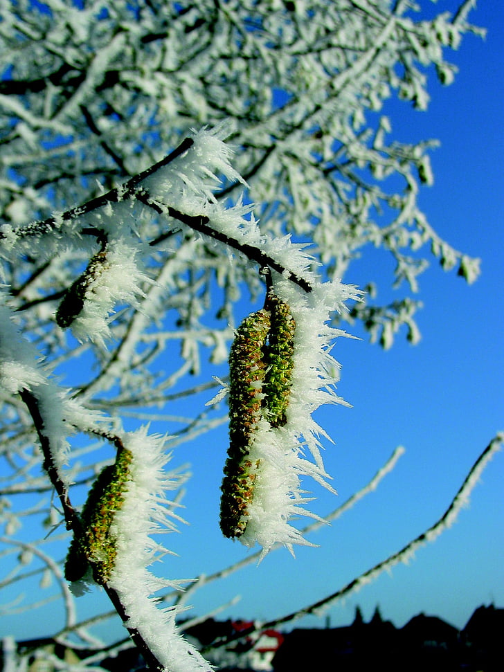 nyír-pollen, fagy, jeges, téli, hideg, fagyasztott, növény