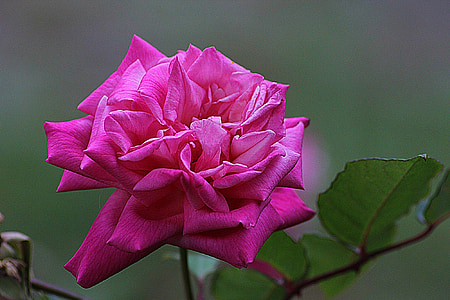 Rosa, flor, floral, planta, natural, flor, flor