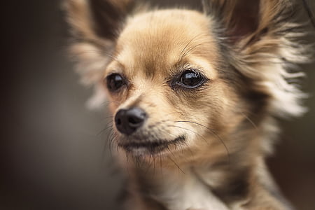 hunden, Chihuahua, søt, kjæledyr, søt, Calhoun, liten hund avler