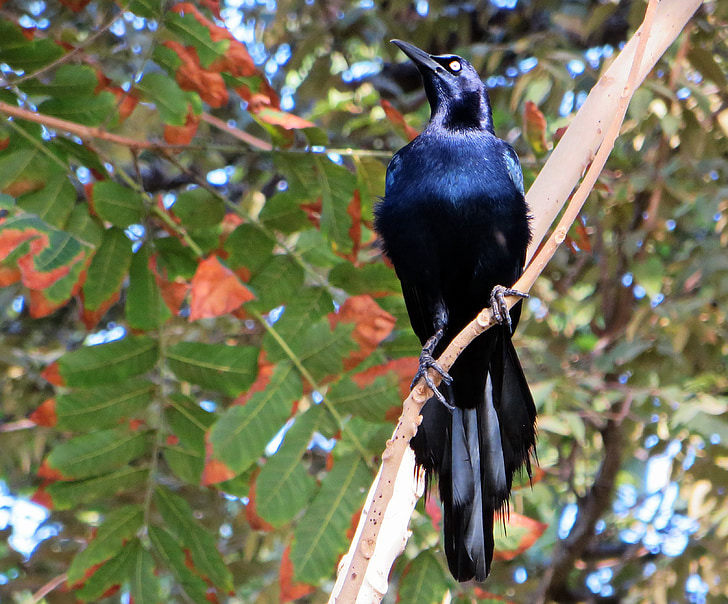 madár, férfi cowbird, fekete, kék, egzotikus, Panama, ornitológia