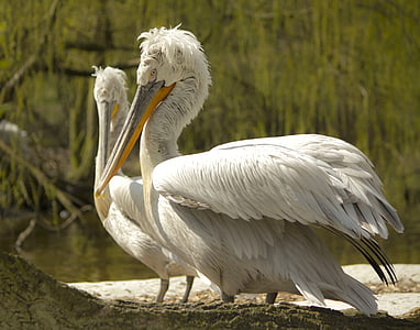 zoovogel, loved, white, double, pelican, bird, animal
