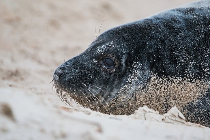 grey seal, robbe, halichoerus grypus, beach, dune, helgoland, north sea