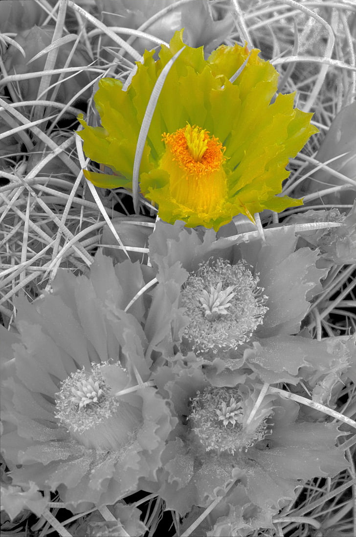 flower, black, white, green, nature, spring, cactus