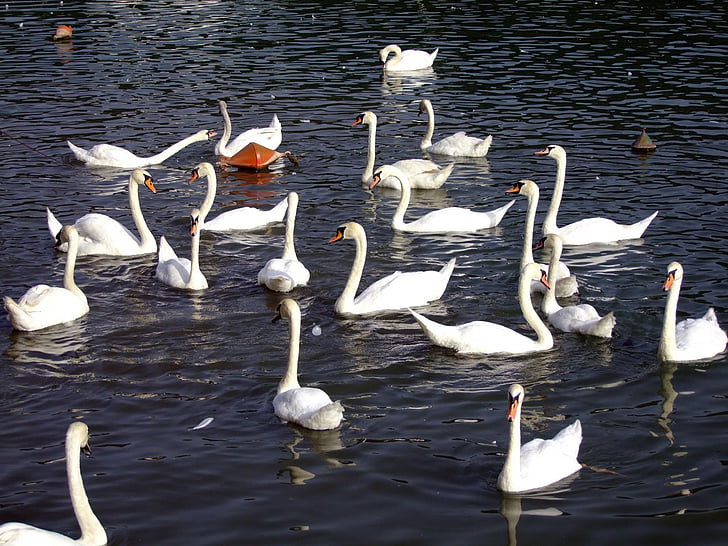 Swan, jazero, plávanie, zvieratá, hydina, vtáky, voľne žijúcich živočíchov