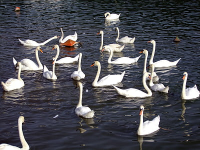 Swan, sjön, simning, djur, fjäderfä, fåglar, vilda djur