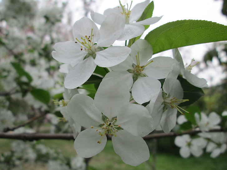 park, cherry blossom, white, garden, plant