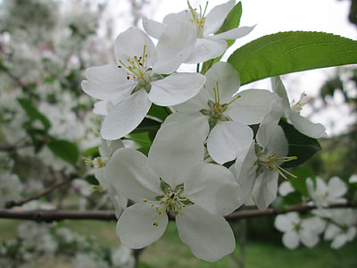 Parque, flor de cerezo, Blanco, jardín, planta