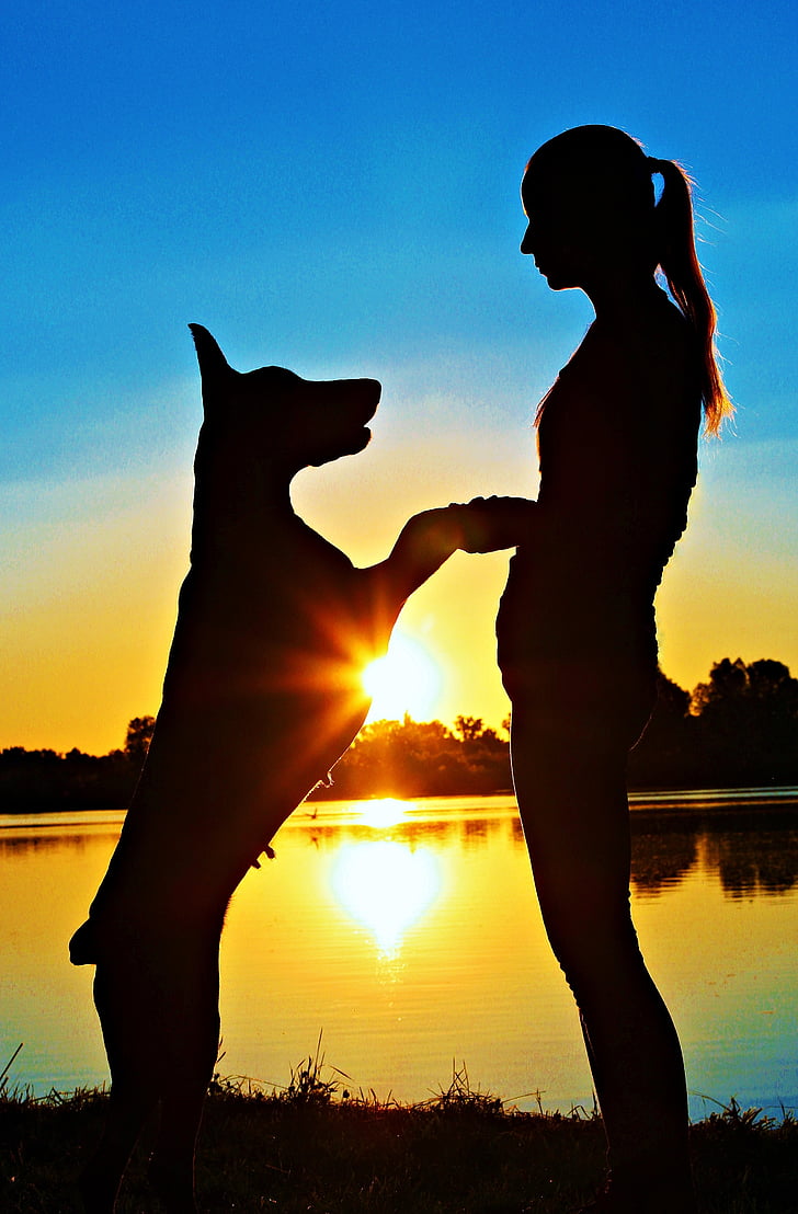 Doberman, sieviete, siluets, saullēkts, mīlu, suns