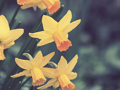 Daffodils, Narcissus, bunga, musim semi, alam, kuning, makro