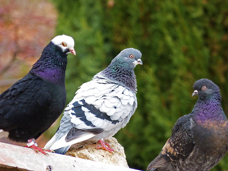 pigeons, races, pigeon racing, three pigeons