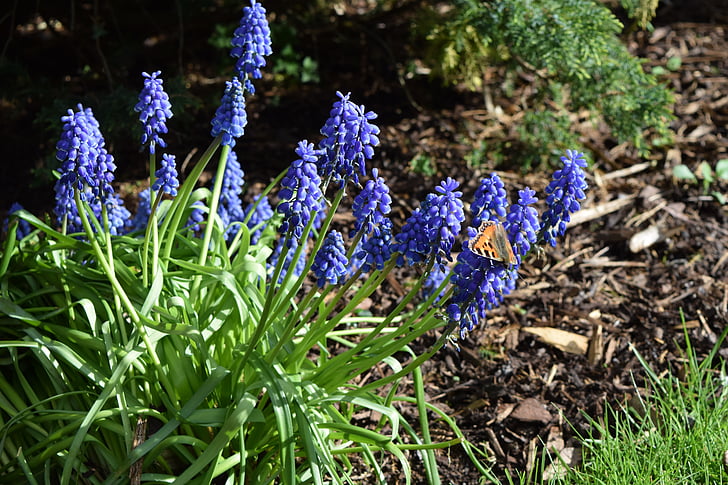 Bluebell, lilla, blomst, Violet, sommer, blomstermotiver, forår