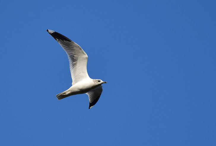 seagull, fly, sky, bird, animal, birds, blue