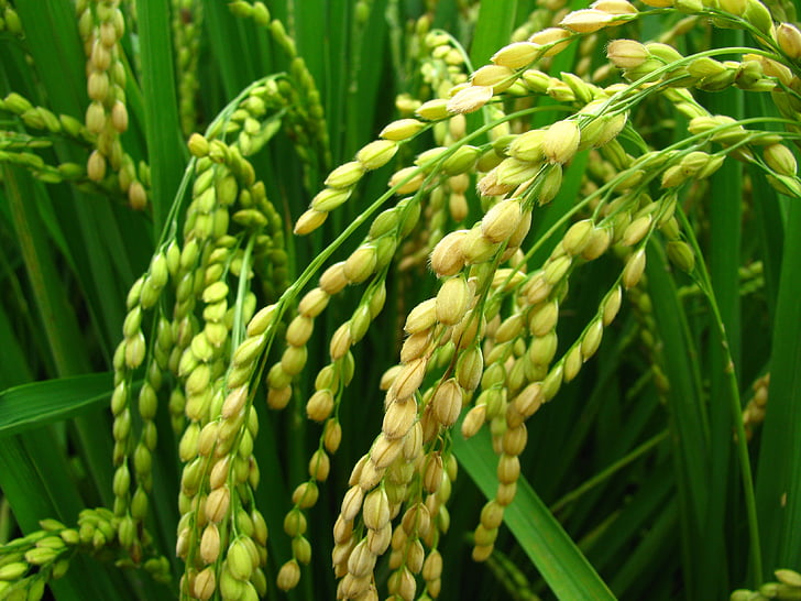 augalų, ryžių, ryžių ir kukurūzų, būrys kolekcija, žalios spalvos, augimo, detalus vaizdas