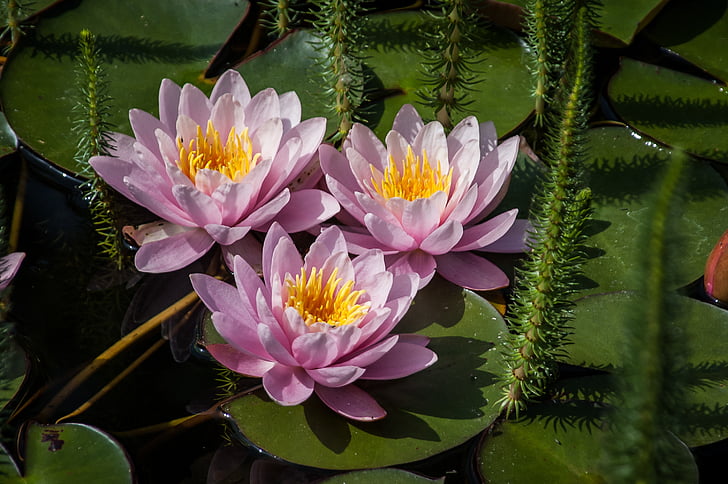 nuphar lutea의, 수련, 자연, 수생 식물, 연못, 호수 rosengewächs, 꽃