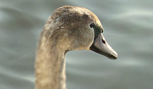 burung air, kepala, burung liar, closeup, hewan, Swan
