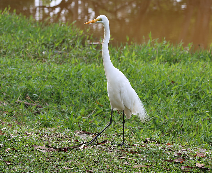 great white heron, walking, on the lakeside, big bird, wild, flight, flyer