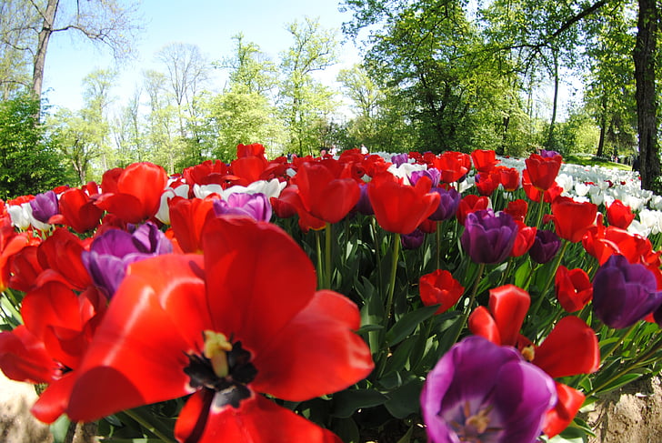 Tulpen, Natur, Blumen, Farben, Feld, Wiese