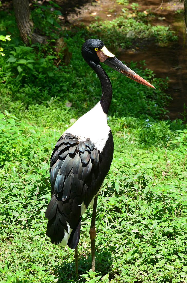 saddlebill stork, bird, stork, animal, nature, wild, bill
