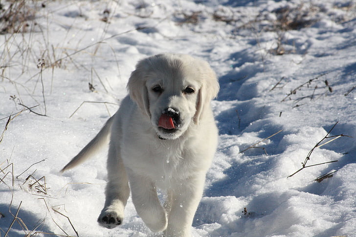 จำพวกทอง, ลูกสุนัข, ฤดูหนาว, หิมะ, เรียกใช้, สัตว์ตัวเดียว, อุณหภูมิเย็น