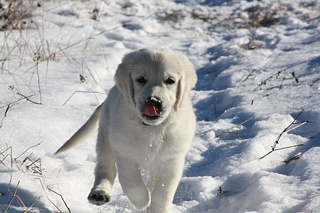 golden retriever, puppy, winter, snow, running, one animal, cold temperature