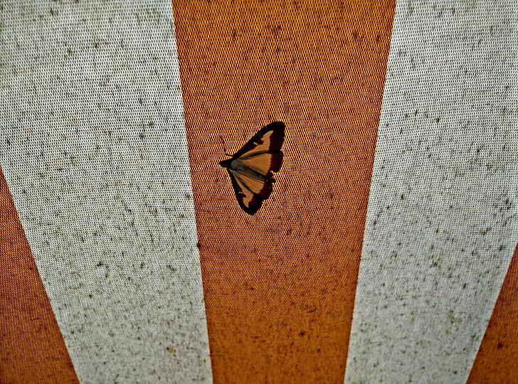 пеперуда, Motte, тента, завеса, плат