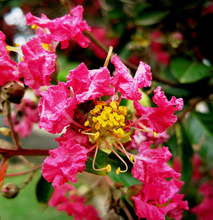 υπερηφάνεια της Ινδίας, λουλούδια, άνθη, ροζ, στήμονας, Κίτρινο, φωτεινή