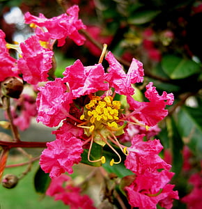 pride of india, flowers, blossoms, pink, stamen, yellow, bright