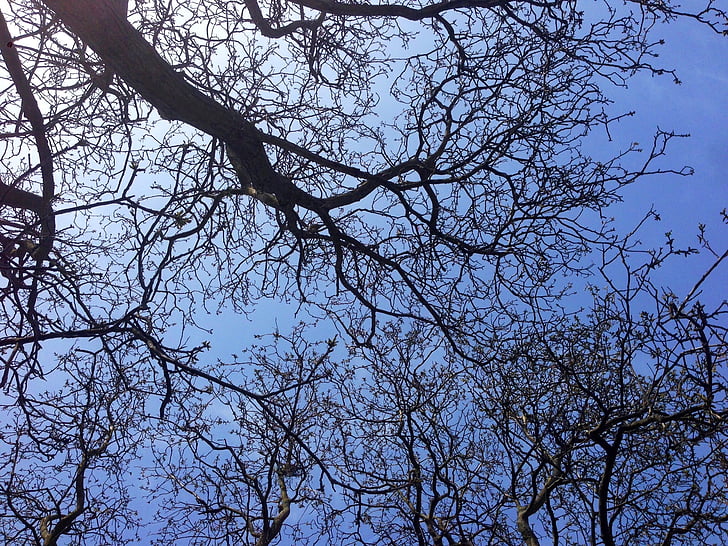 небо, естетичний, небо дерево