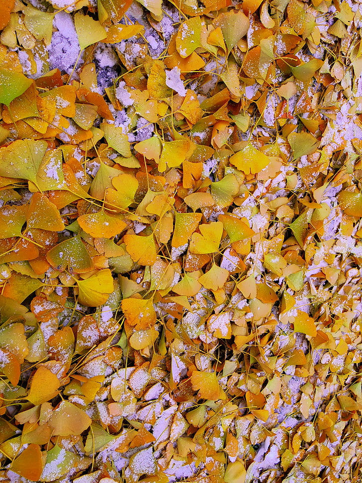 feuille de Ginkgo, neige, jaune, automne, feuille, nature, arrière-plans